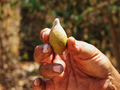 Owoce Terminalia ferdinandiana, tzw. śliwki kakadu. Photo by Parks Australia, www. flickr.com, dostęp 25.03.14